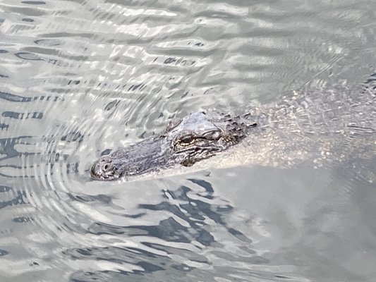 Brazos Bend State Park by null