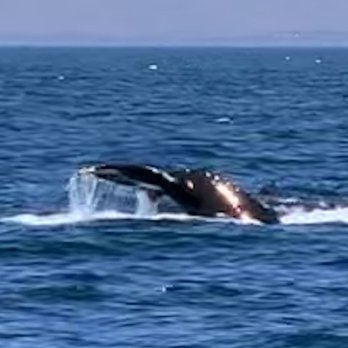 Sub Sea Tours - Whale tail - Rafting/Kayaking Near Me - Morro Bay, California