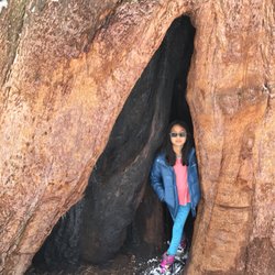 Tuolumne Grove of Giant Sequoias