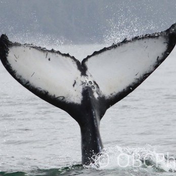 Subtidal Adventures - Tours Near Me - Ucluelet, British Columbia Subtidal Adventures - Tours Near Me - Ucluelet, British Columbia