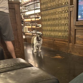 The Shave Cave - Doggy! - Barbers Near Me - St. Petersburg, Florida