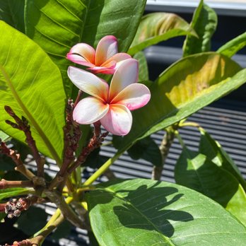 Kniffing's Discount Nursery - Plumeria 5-gallon $54.95 - Nurseries & Gardening Near Me - El Cajon, California Kniffing's Discount Nursery - Plumeria 5-gallon $54.95 - Nurseries & Gardening Near Me - El Cajon, California