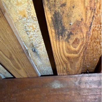 Attic Crew - Pest Control Near Me - Renton, Washington