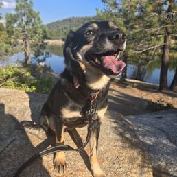 My happy, smiling dog on a hike after months of training. My happy, smiling dog on a hike after months of training.