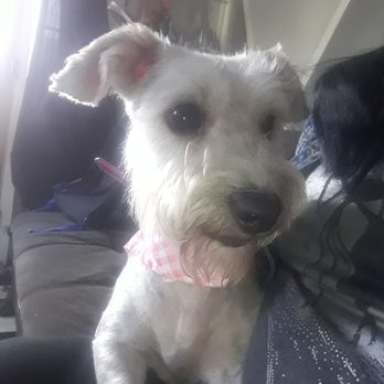 Bubbles On Wheels - Pet Groomers Near Me