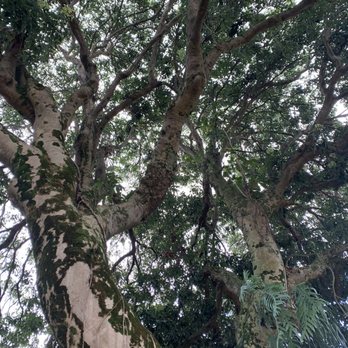Nilo Landscape - Before- large, old lychee tree - Tree Services Near Me - Honolulu, Hawaii