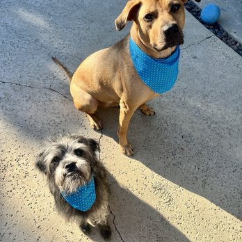 Muddy Paws OC - Handsome boys after a spa day. - Pet Groomers Near Me - Orange, California
