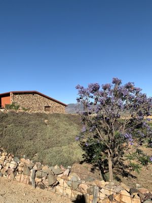 Envero en el Valle by null