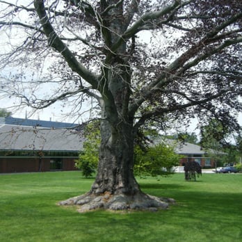 Aquidneck Park - Spooky old tree - Parks Near Me - Newport, Rhode Island Aquidneck Park - Spooky old tree - Parks Near Me - Newport, Rhode Island