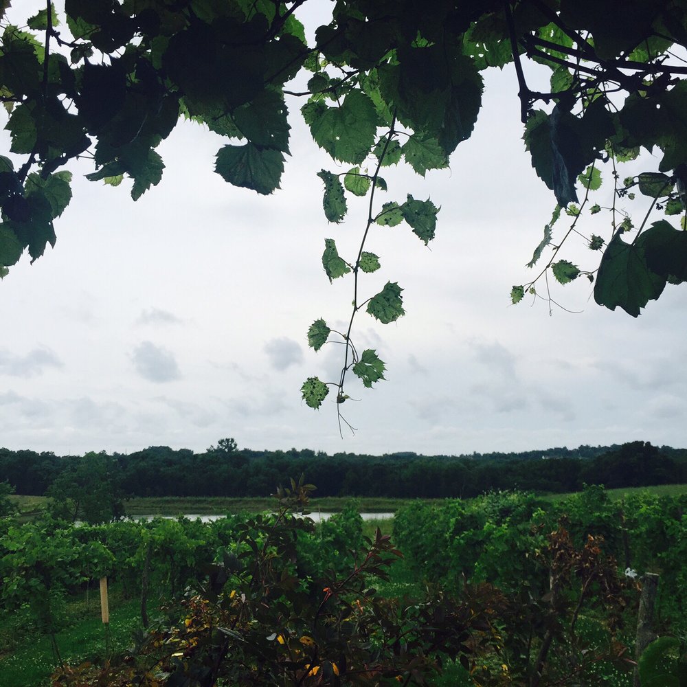 La Vida Loca Winery - a view of a vineyard - Wineries Near Me - Indianola, Iowa La Vida Loca Winery - a view of a vineyard - Wineries Near Me - Indianola, Iowa