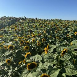 Heap's Giant Pumpkin Farm