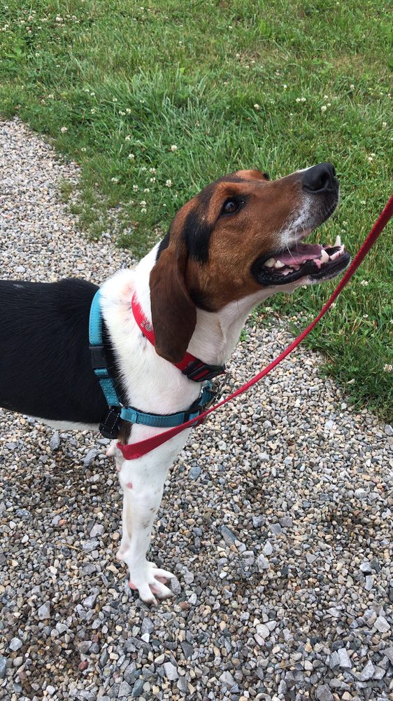 ANIMAL ADOPTION FOUNDATION 12 Photos & 10 Reviews 2480 Millville