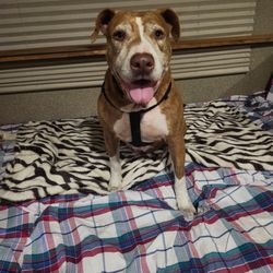 Kind Keeper Animal Rescue