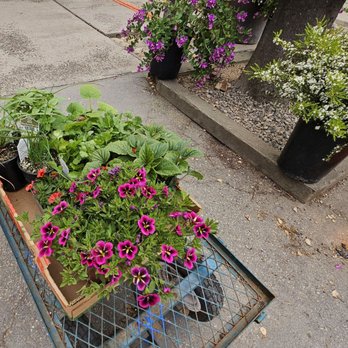 Bokay Nursery - This cart only cost a little over $60! Great prices! - Nurseries & Gardening Near Me - Salinas, California