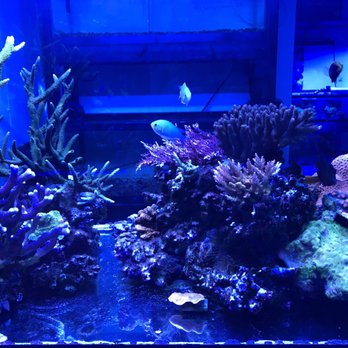 Blue Planet Aquarium Reefs and Reptiles - Local Fish Stores Near Me - Fresno, California
