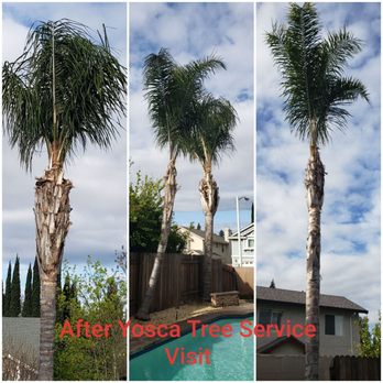 Yosca - Full ServiceTree Care - Tree Services Near Me