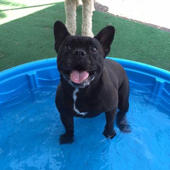 K9 Nanni - K9 Nanni Dog Boarding & Daycare - Dog Walkers Near Me - North Arlington, New Jersey