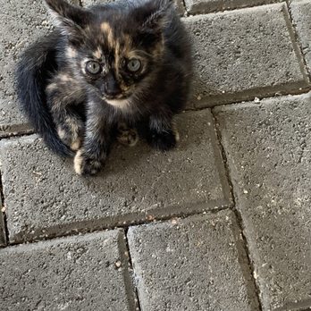 Marmalade - Hi Kitty - Caribbean Near Me - San Juan, Puerto Rico Marmalade - Hi Kitty - Caribbean Near Me - San Juan, Puerto Rico
