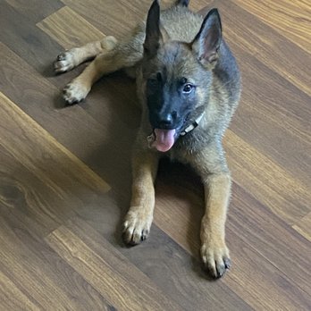Belgian Malinois - Riot - Pet Breeders Near Me