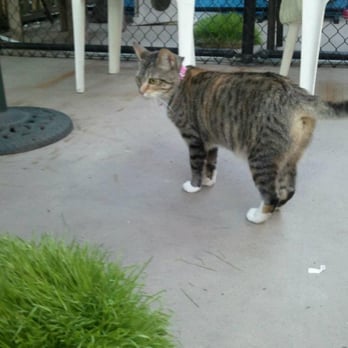 ASAP Animal Shelter Assistance Program - playing with the cats in the outdoor area - Animal Shelters Near Me - Santa Barbara, California ASAP Animal Shelter Assistance Program - playing with the cats in the outdoor area - Animal Shelters Near Me - Santa Barbara, California