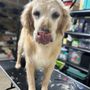 Photo of Heart of Hope Mobile Grooming