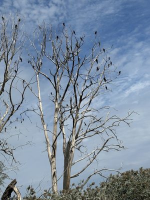 Lake Saint Clair Metropark by null