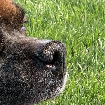 PetSmart - This is what his nose looked like before the cream - Pet Stores Near Me - Santa Clarita, California PetSmart - This is what his nose looked like before the cream - Pet Stores Near Me - Santa Clarita, California