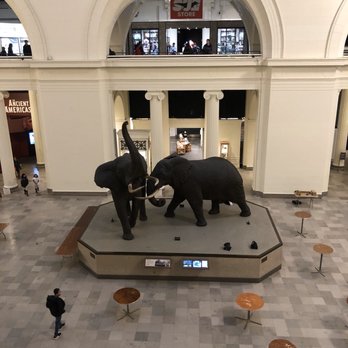Field Museum - Museums Near Me - Chicago, Illinois