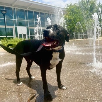 K911! - My reactive dog enjoying being out in public thanks to Page. - Pet Training Near Me