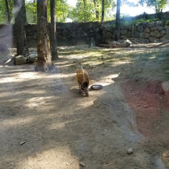 Southwick's Zoo - Red River Hog - Amusement Parks Near Me - Mendon, Massachusetts