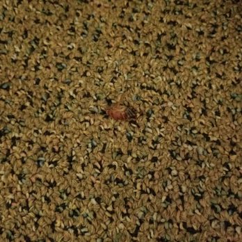 Inca Inn Motel - Cockroach, already killed - Hotels Near Me - Moab, Utah Inca Inn Motel - Cockroach, already killed - Hotels Near Me - Moab, Utah