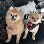 Photo of A-1 Pet Grooming