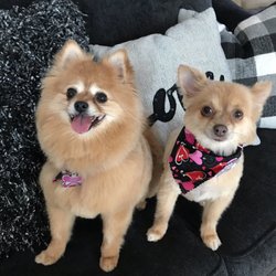 A-1 Pet Grooming