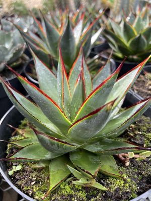 The Home Depot by null