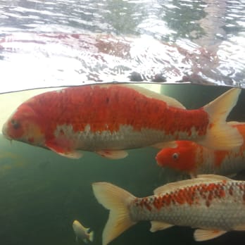 Honolulu Zoo - We love koi!!! Don't forget to kiss ur fishes! Love u zoo - Zoos Near Me - Honolulu, Hawaii Honolulu Zoo - We love koi!!! Don't forget to kiss ur fishes! Love u zoo - Zoos Near Me - Honolulu, Hawaii