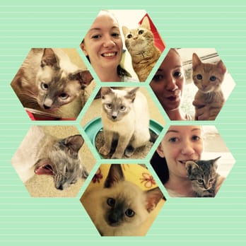Cat Haven - Cuties - Animal Shelters Near Me - Baton Rouge, Louisiana