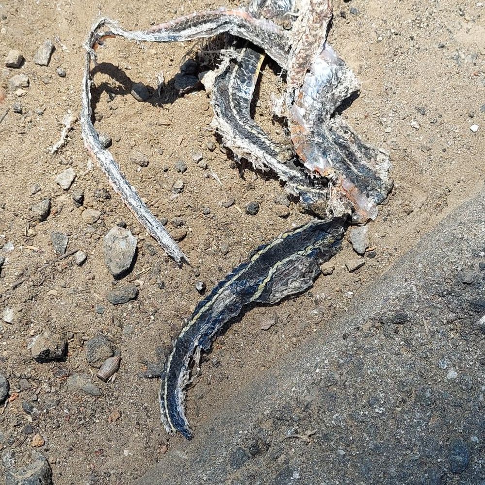 Elysian Park West Trail Loop Trailhead - Snake skin - Hiking Near Me - Los Angeles, California Elysian Park West Trail Loop Trailhead - Snake skin - Hiking Near Me - Los Angeles, California