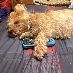 Kneaded R&R - Bernado, i found the remote!