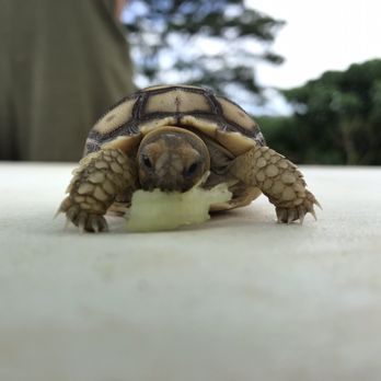LAWRENCE Lovestock - And this little guy - Petting Zoos Near Me - Kahaluu, Hawaii