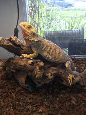 lllreptile and supply co inc