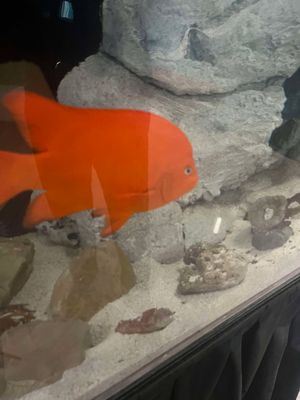 Central Coast Aquarium by null