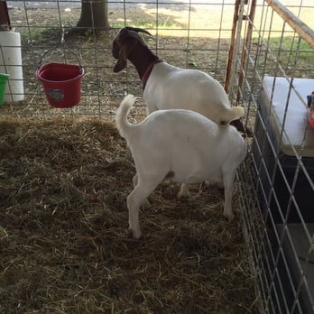 Allentown Fair - Goats - Festivals Near Me - Allentown, Pennsylvania Allentown Fair - Goats - Festivals Near Me - Allentown, Pennsylvania