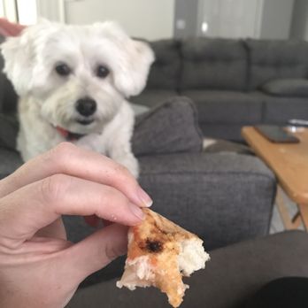 Pizza Bruno - My dog begging for leftovers - Pizza Near Me - Orlando, Florida
