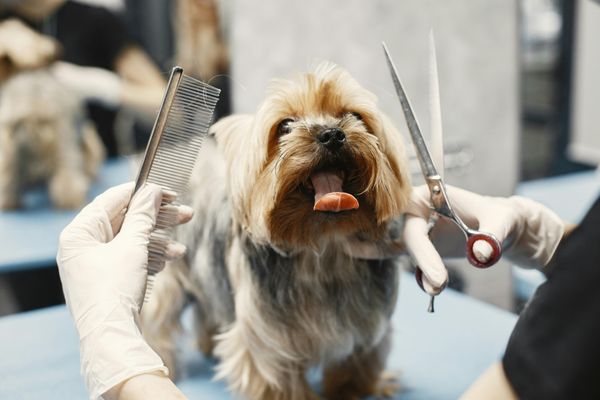 Dog Grooming - Call or Message us to schedule an Appointment!