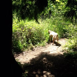 Summerlake Dog Park
