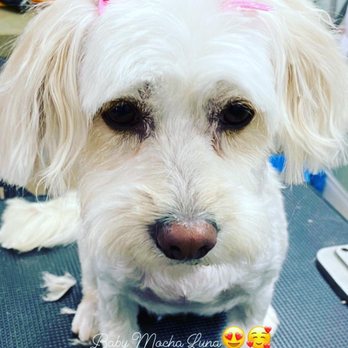 Fancy Paws - Check out my Mocha new make over! - Pet Groomers Near Me - Carson, California