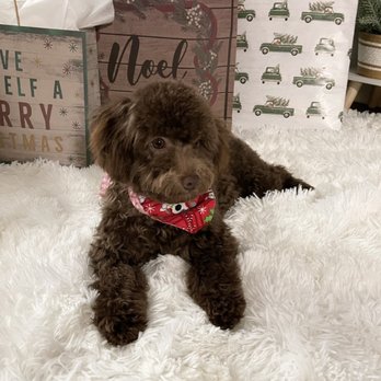Puppy Cut Grooming - 7-month old toy poodle. Cut and grooming done by Julie. - Pet Groomers Near Me - North Highlands, California Puppy Cut Grooming - 7-month old toy poodle. Cut and grooming done by Julie. - Pet Groomers Near Me - North Highlands, California