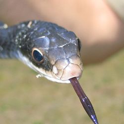 Wildlife Removal