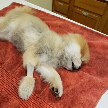 Belton Veterinary Clinic - My sweet sadie 30 min after I left - Veterinarians Near Me - Belton, Texas Belton Veterinary Clinic - My sweet sadie 30 min after I left - Veterinarians Near Me - Belton, Texas