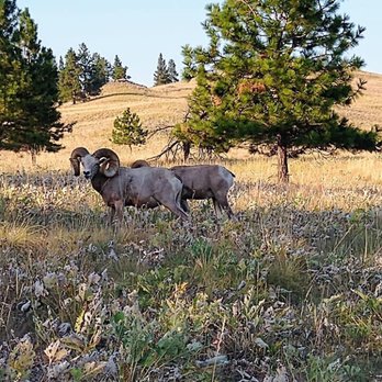 Wild Horse Island Boat Trips - Rams spotted on Wild Horse Island - Boating Near Me - Bigfork, Montana Wild Horse Island Boat Trips - Rams spotted on Wild Horse Island - Boating Near Me - Bigfork, Montana